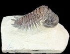 Crotalocephalina Trilobite - Foum Zguid, Morocco #49462-3